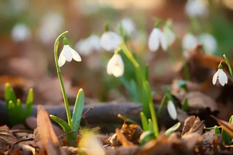 Snowdrops Photos