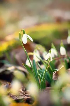 Snowdrops Photos