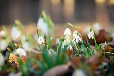 Snowdrops Foto stock