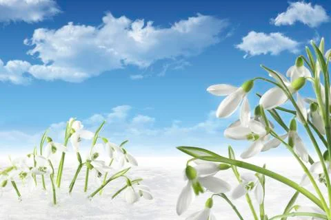 Snowdrops Stock Photos