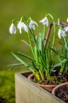 Snowdrops Stockfoto's