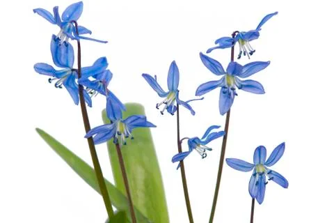 Snowdrops Stock Photos