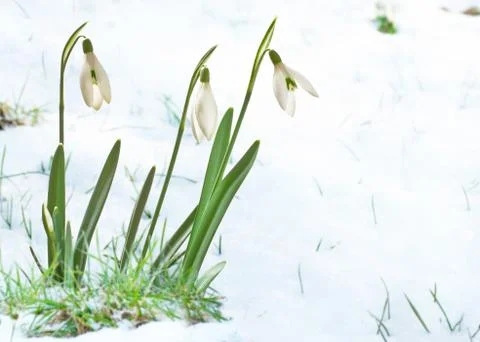 Snowdrops Foto stock