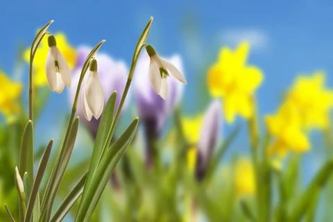 Snowdrops Stock Photos