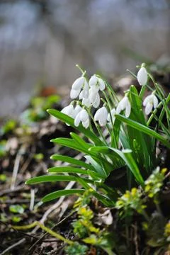 Snowdrops Stock Photos