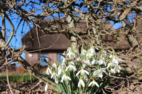 Snowdrops Stock Photos