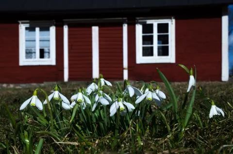 Snowdrops Stock Photos