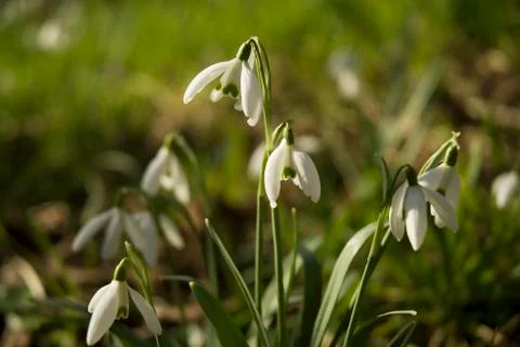 Snowdrops Stock Photos