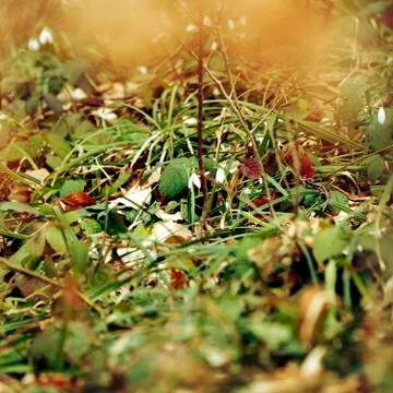 Snowdrops Stock-Fotos