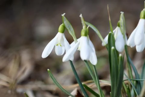 Snowdrops Stock Photos