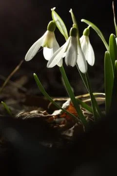 Snowdrops Stock Photos