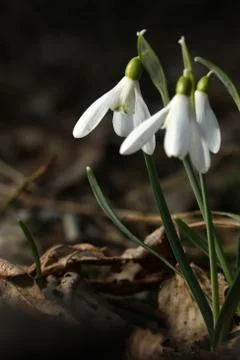 Snowdrops 스톡 사진