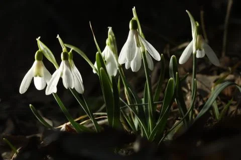 Snowdrops 스톡 사진