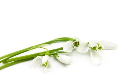 Snowdrops Stock Photos
