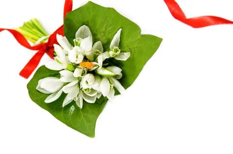 Snowdrops Stock Photos