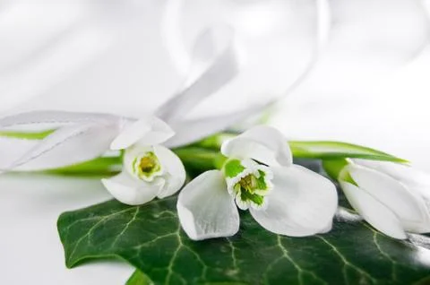 Snowdrops Stock Photos