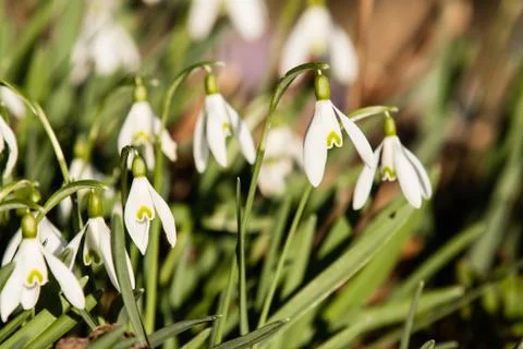 Snowdrops Stock Photos