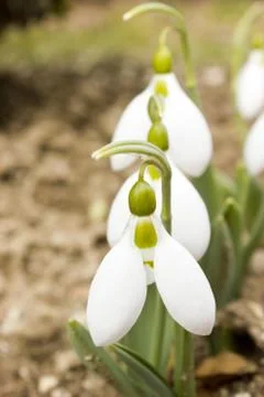 Snowdrops Stock Photos