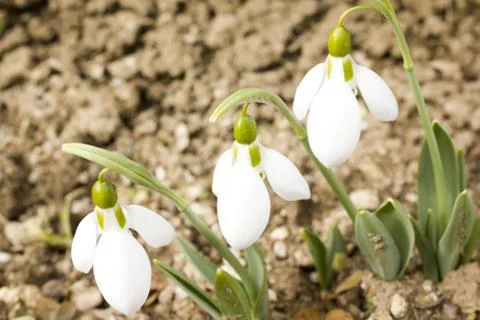 Snowdrops Stock Photos