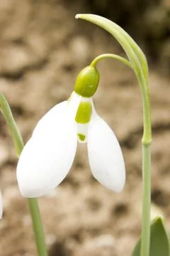 Snowdrops Stock Photos