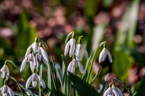 Snowdrops Stock Photos