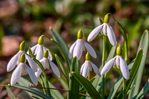 Snowdrops Stock Photos