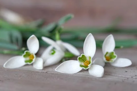 Snowdrops 스톡 사진