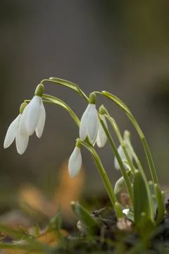 Snowdrops Stock Photos