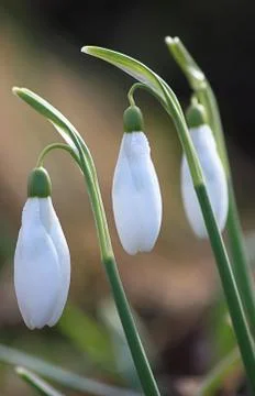 Snowdrops Stock Photos