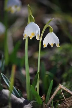 Snowdrops Stock Photos