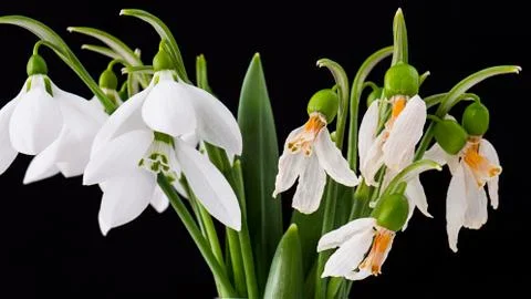 Snowdrops Stock Photos