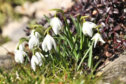 Snowdrops Stock Photos