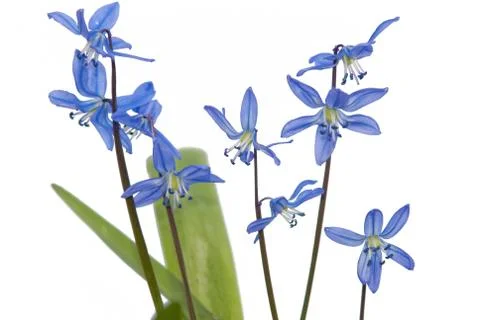 Snowdrops Stock Photos