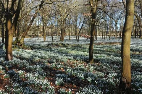 Snowdrops Stock Photos