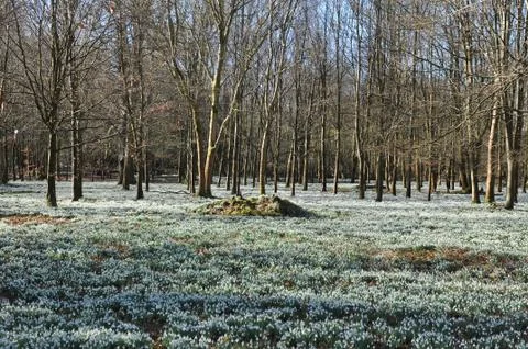 Snowdrops Stock Photos