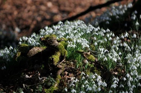 Snowdrops Stock Photos
