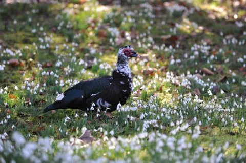 Snowdrops Stock Photos