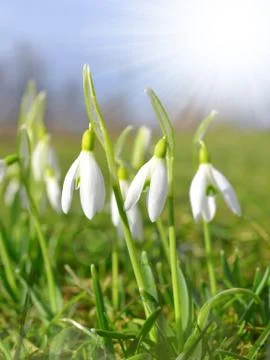  snowdrops  Stock Photos