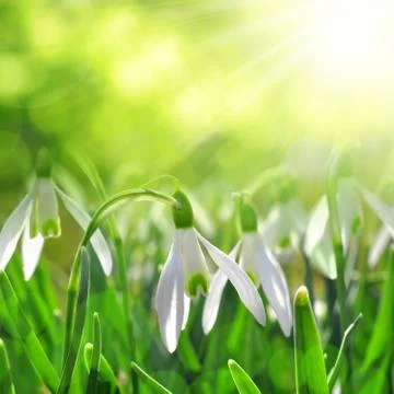 Snowdrops Stock Photos