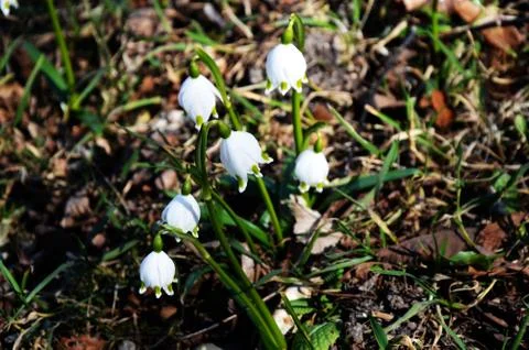 Snowdrops Stock Photos
