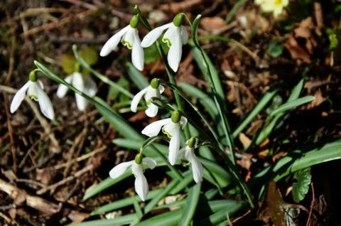 Snowdrops Stock Photos