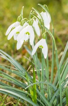 Snowdrops Stock Photos