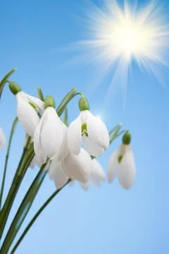 Snowdrops Stock Photos