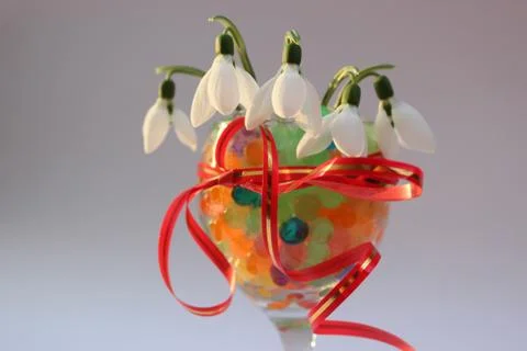 Snowdrops Stock Photos