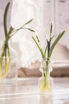 Snowdrops Stock Photos