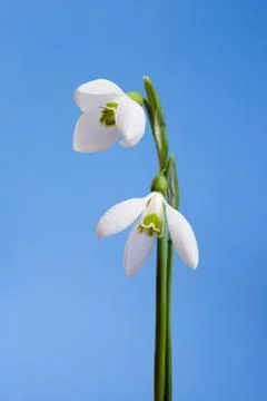 Snowdrops Stock Photos