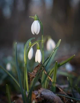 Snowdrops Stock Photos