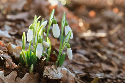 Snowdrops Stock Photos
