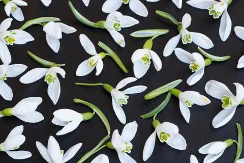 Snowdrops Фото