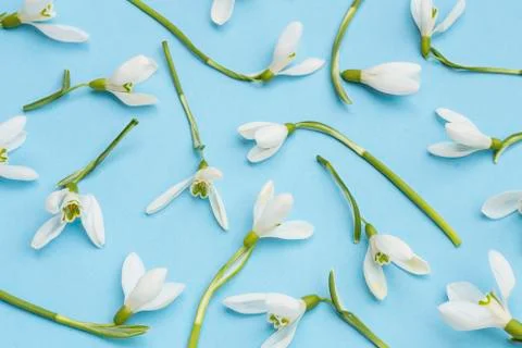 Snowdrops Stockfoto's